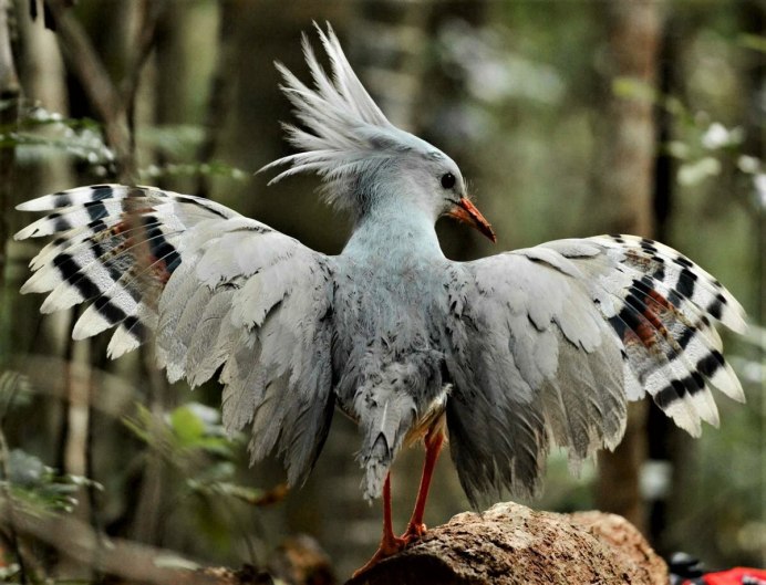 Птица шалфейный тетерев