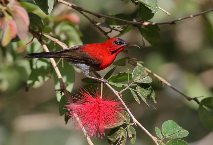 Розовый Пеликан птица