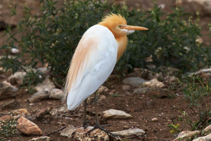 Ареал обитания розового пеликана