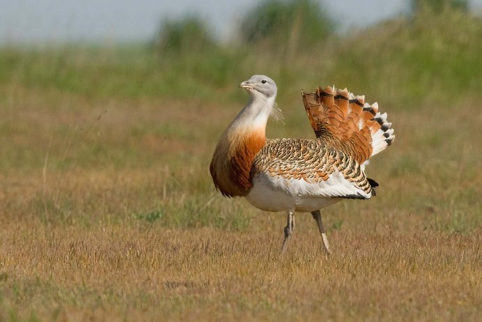 Кайенская пигалица птица