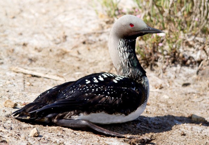 Журавли Цапли Аисты Журавли