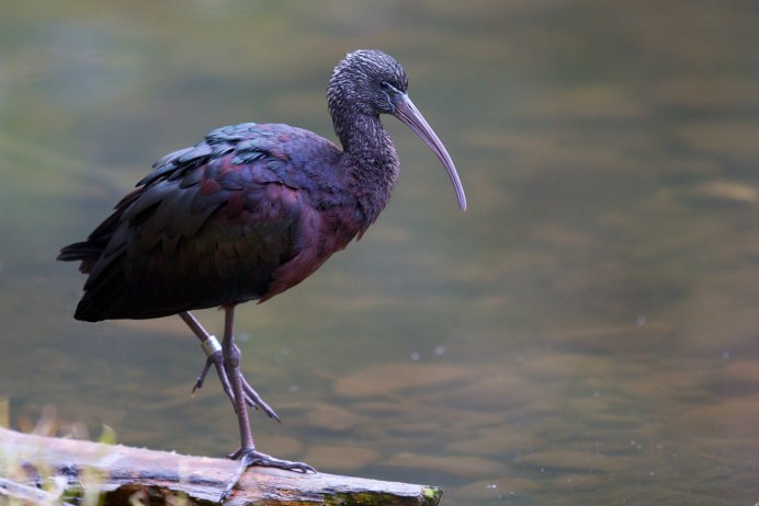 Tauraco porphyreolophus