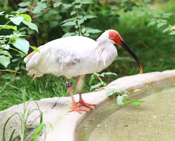 Ибис Болотная птица