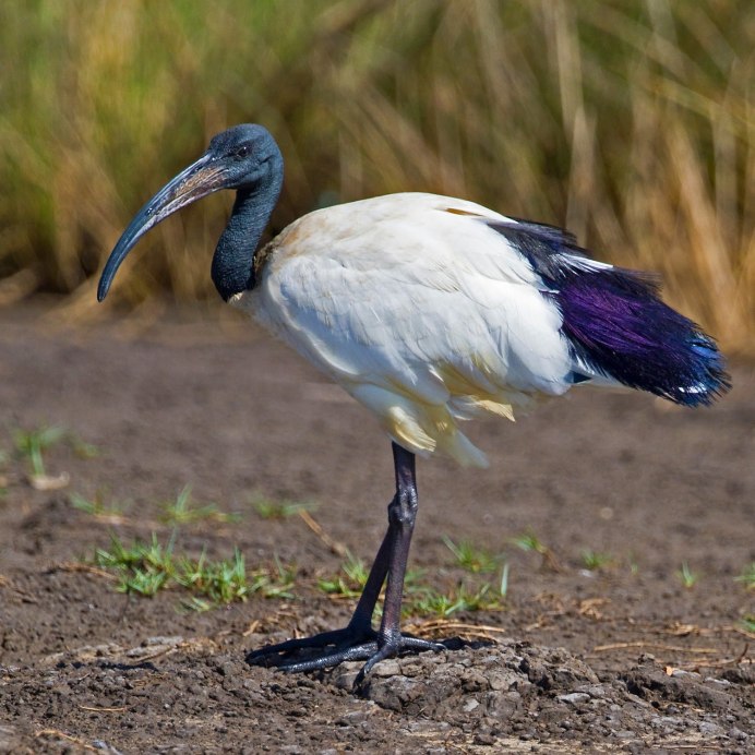 Парящий Аист