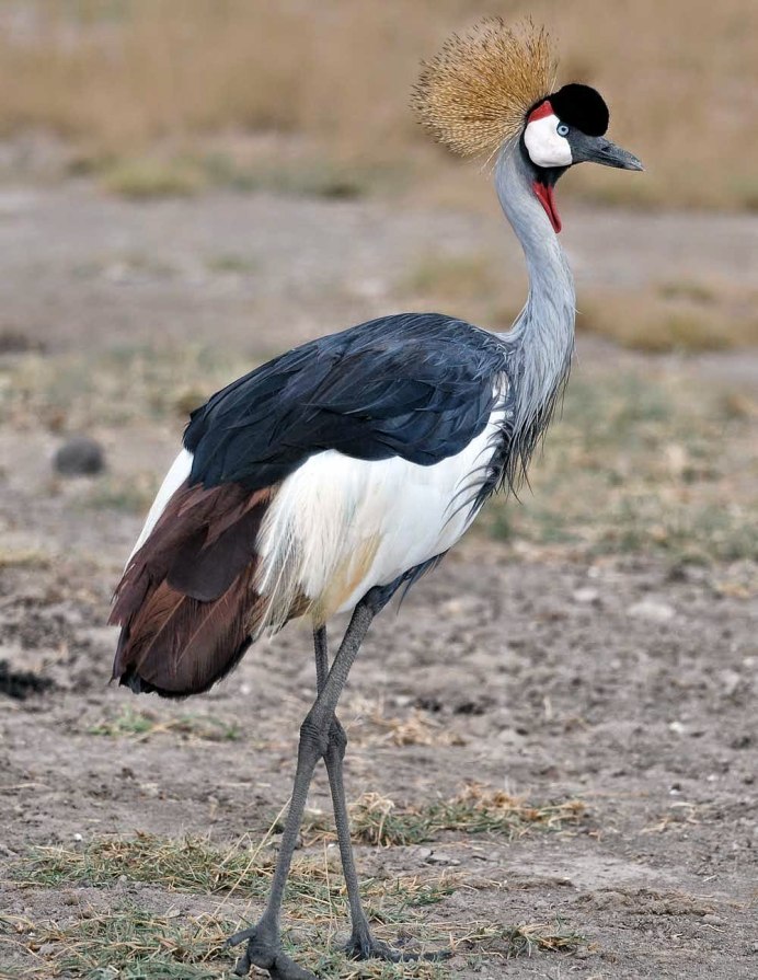 Священный Ибис