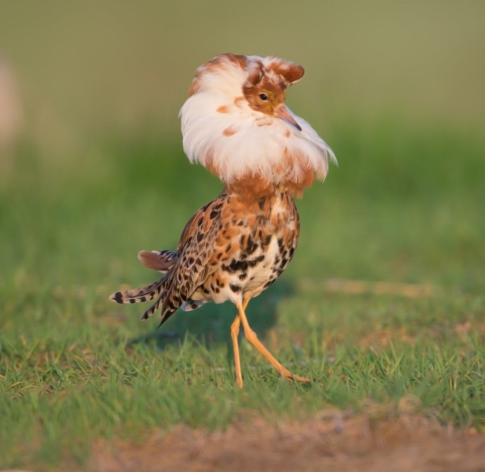 Американский Пеликан