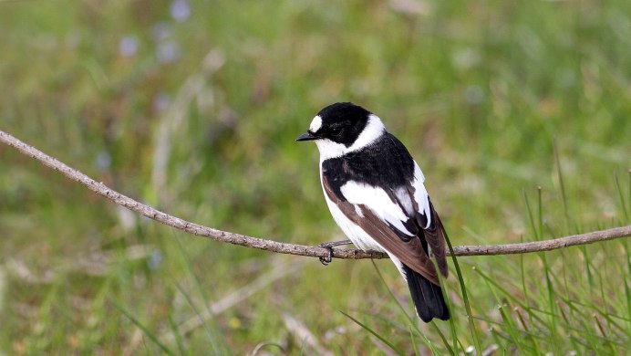 Белошейная мухоловка