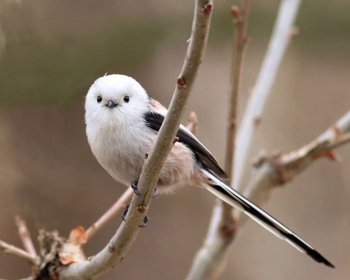 Птичка с белой грудкой и черными крыльями