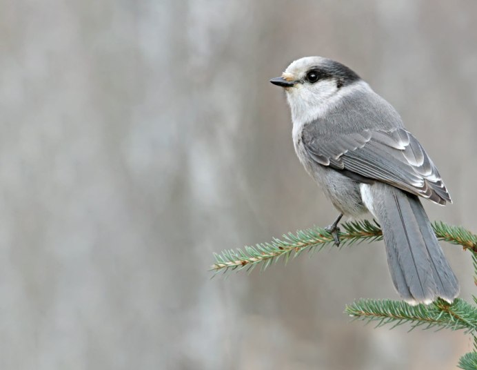 Птица черная с белым