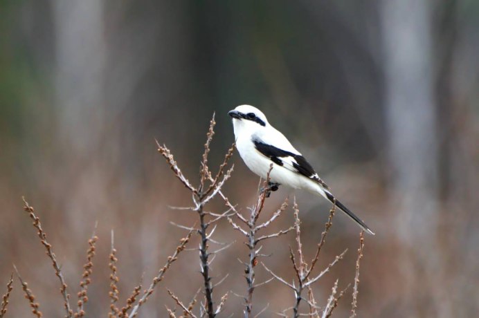 Белая трясогузка и серая
