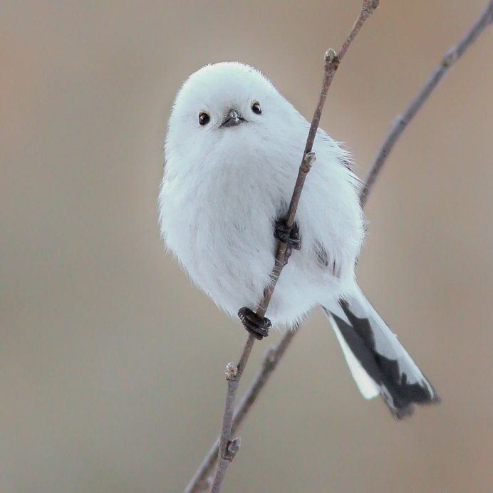 Диннохвостая стнийа лполовник