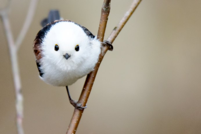 Птица синица длиннохвостая