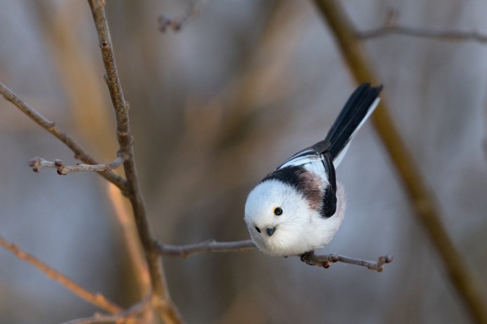 Гологорлый Звонарь