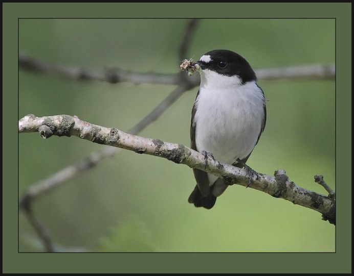 Обыкновенный серый сорокопут