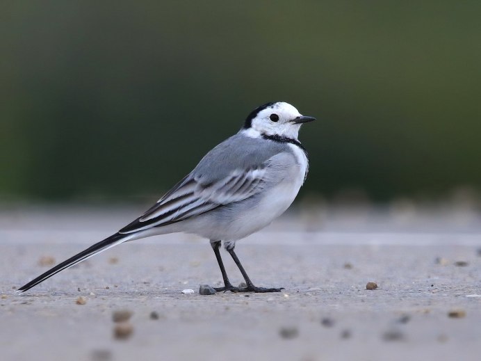 Сорока обыкновенная птицы