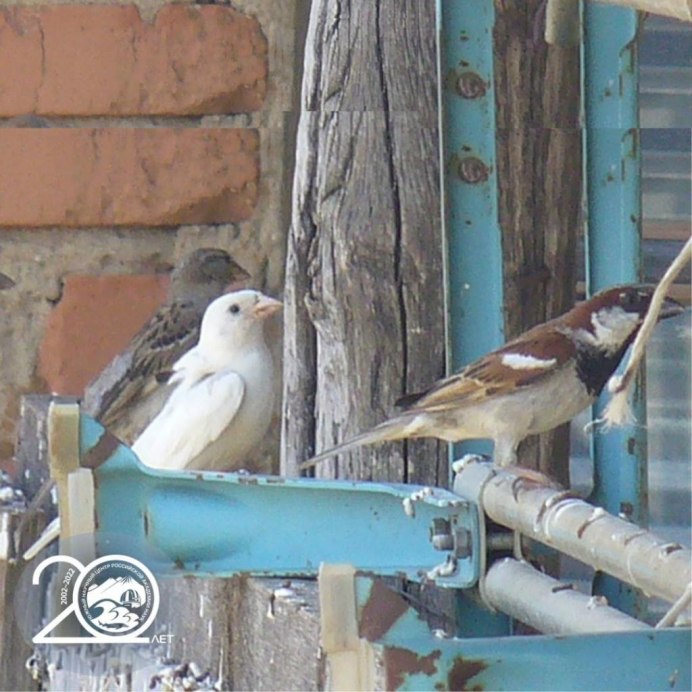 Птица с белой грудкой