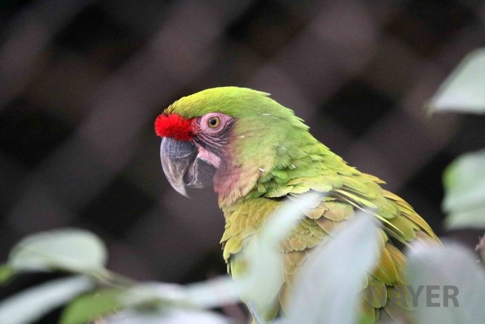 Bolivian Green