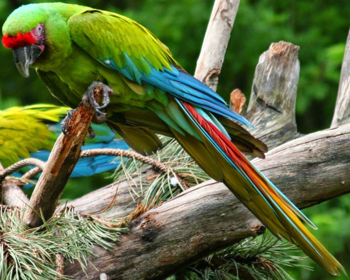 The Parrot Lives in Rainforest in America.