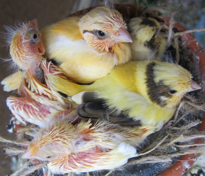 Canaries Egg