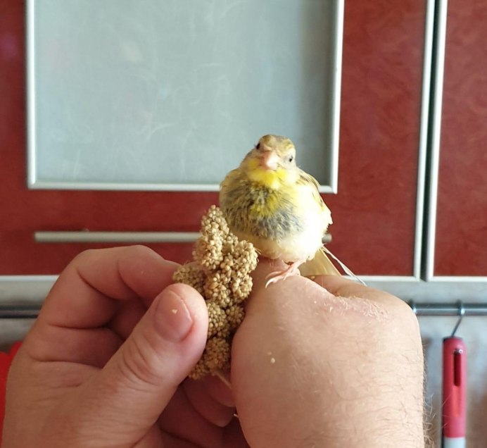 Птенчик канарейки