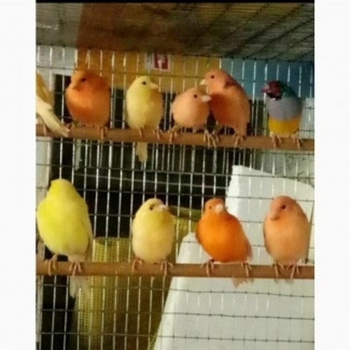 Ручные канарейки