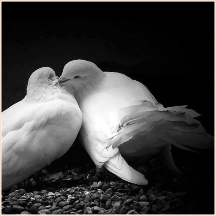Doves рэпер