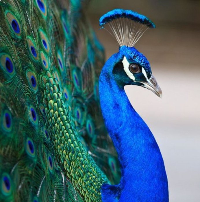 Павлин (Pavo cristatus)