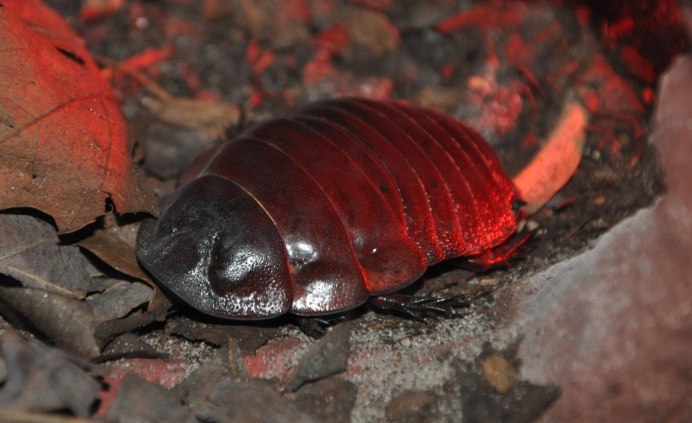 Periplaneta australasiae
