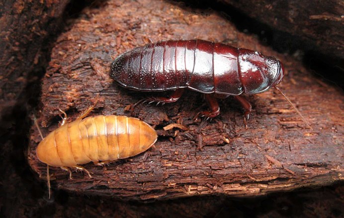 Megaloblatta blaberoides