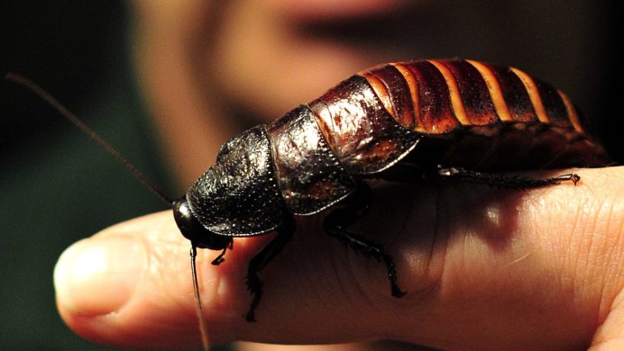 Onthophagus bifasciatus