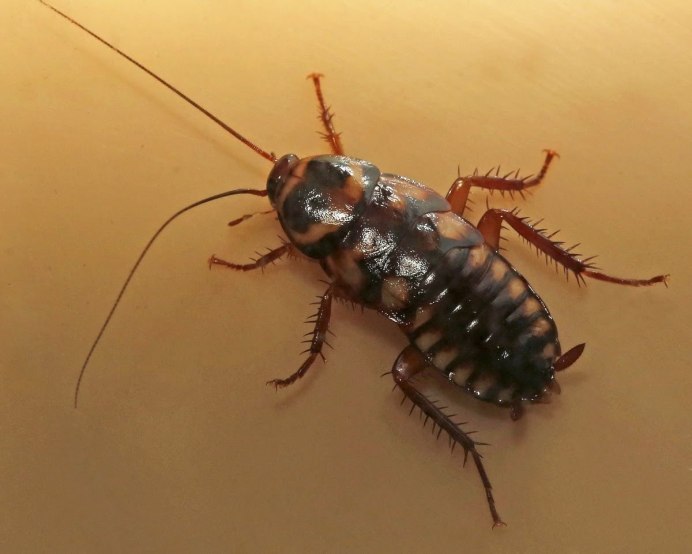 Megaloblatta longipennis
