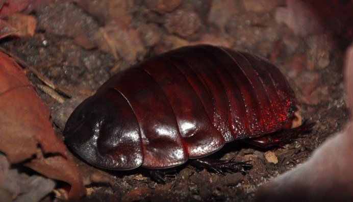 Gromphadorhina oblongonata