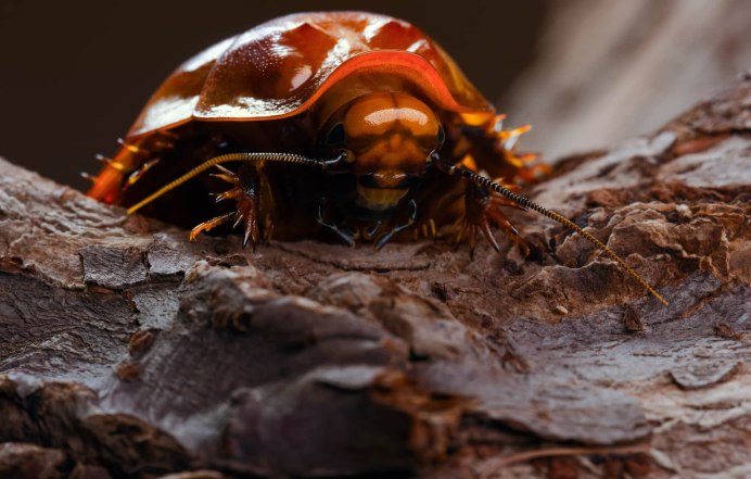 Periplaneta australasiae