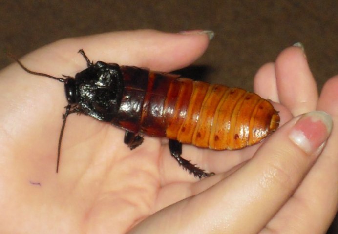 Blaberus giganteus