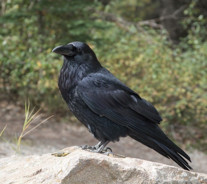 Королевский ворон Коракс