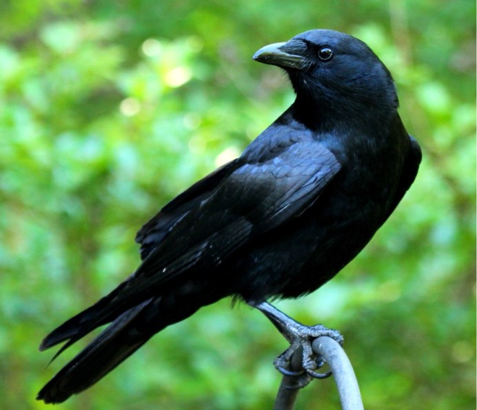 Домовая ворона Corvus splendens