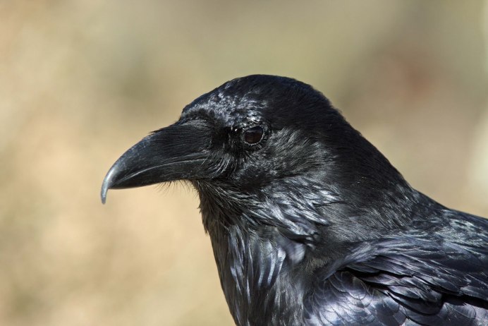 Corvus Corax птица