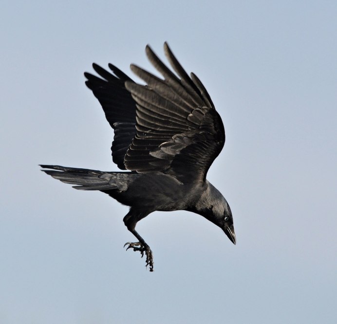 Ворон Corvus Corax