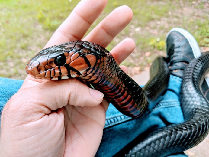 Индиговый уж