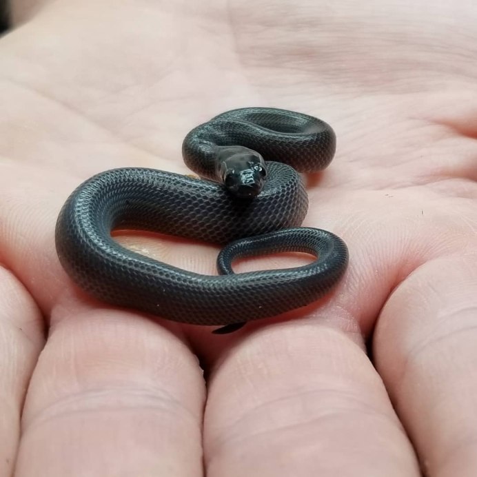 Кустарниковая гадюка (Atheris