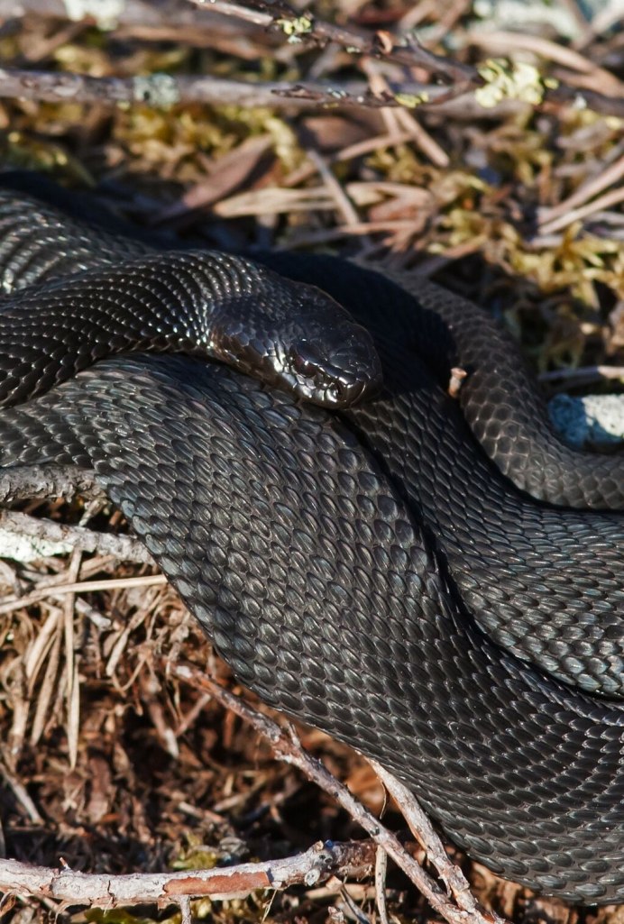 Черный Аспид змея