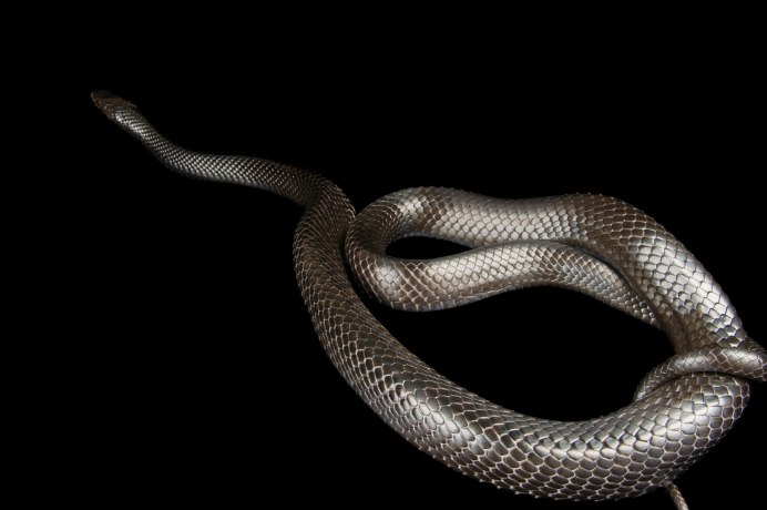Змея черноголовый полоз