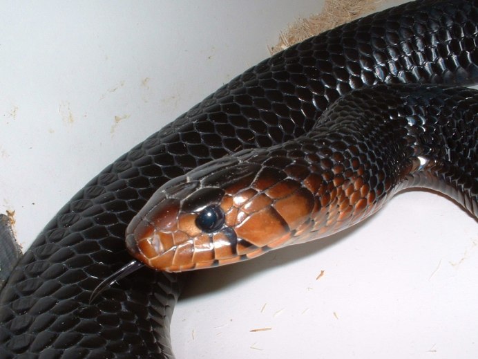 Радужный белогубый питон