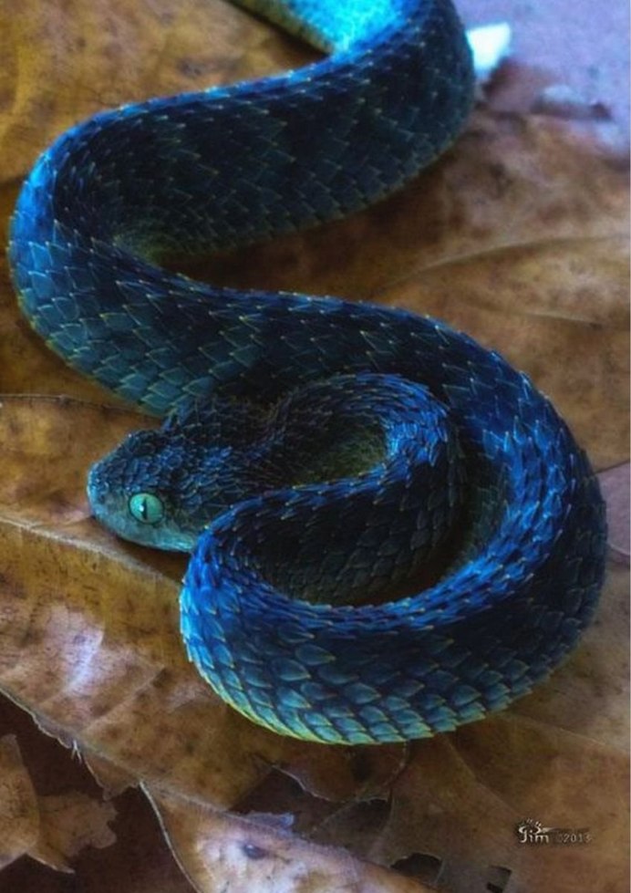 Змеи предсказатели