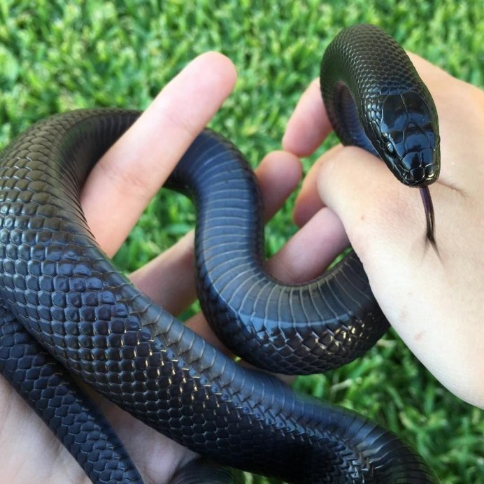 Змею пожалуйста