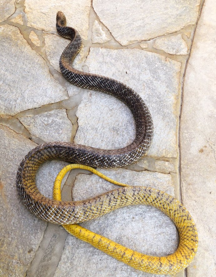 ИНДИГОВАЯ змея ядовитая или нет