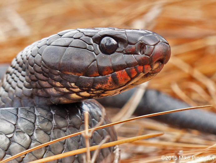 Змеи индиго