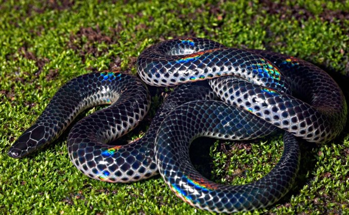 Дримархоны индиговые змеи