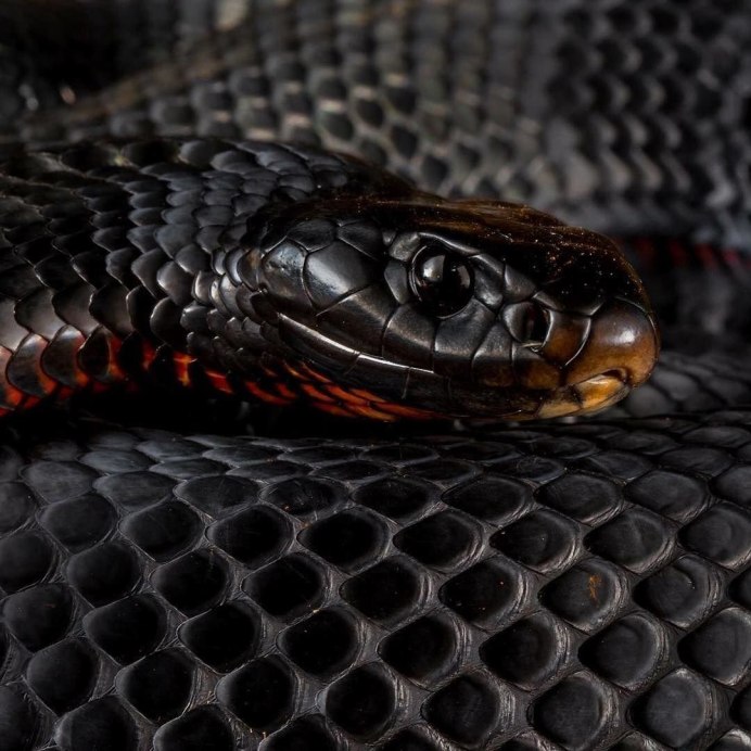 Змея из ниток