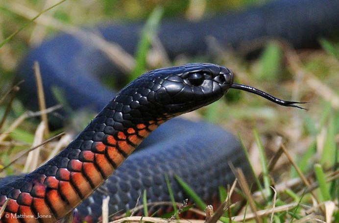 Мексиканская Королевская змея нигрита